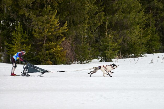 雪に覆われたクロスカントリーロードでの犬ぞりレースで犬を走らせる