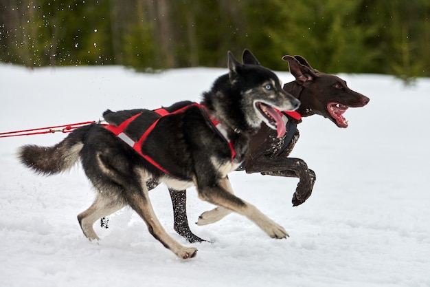 Running dogs on sled dog racing on snowy cross country\
road