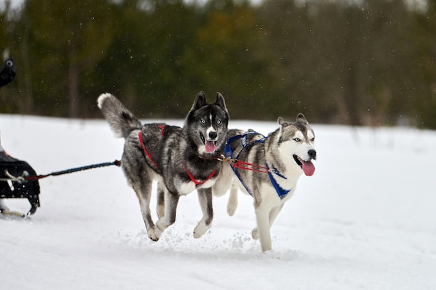 雪に覆われたクロスカントリーロードでの犬ぞりレースで犬を走らせる