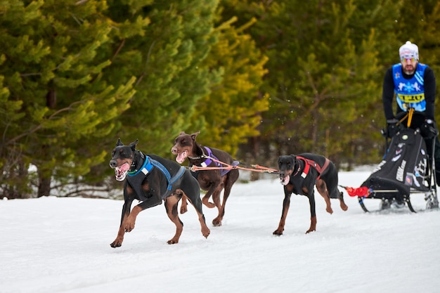 Running dogs on sled dog racing on snowy cross country
road