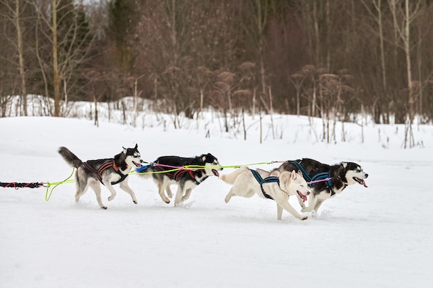 雪に覆われたクロスカントリーロードでの犬ぞりレースで犬を走らせる