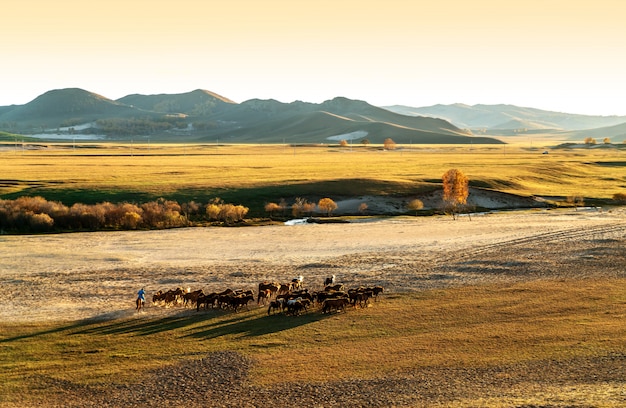 Running a group of horses