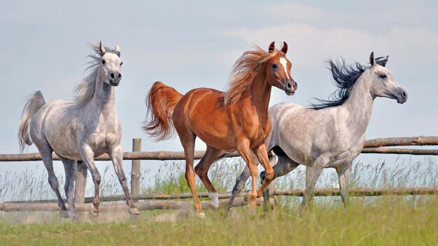 Photo a running herd of horses