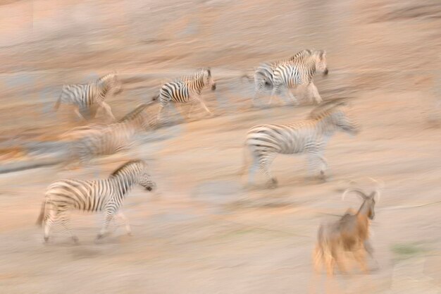 写真 走るゼブラの群れ