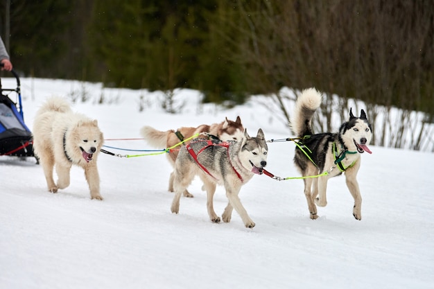 犬ぞりレースでハスキー犬を走らせる。冬の犬のスポーツそりチームの競争