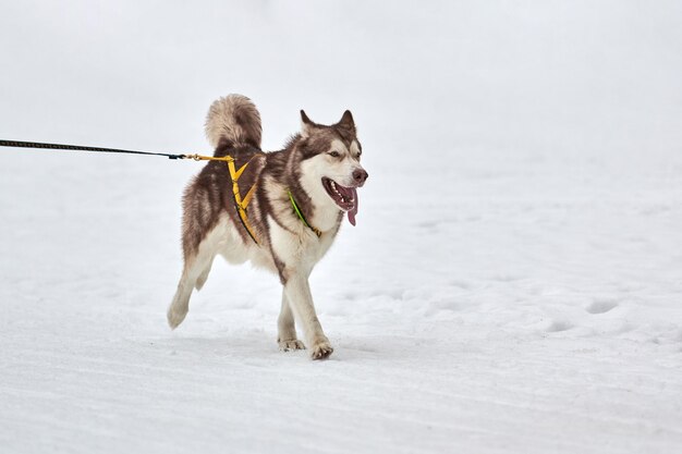 Running husky dog on sled dog racing. winter dog sport sled\
team competition.