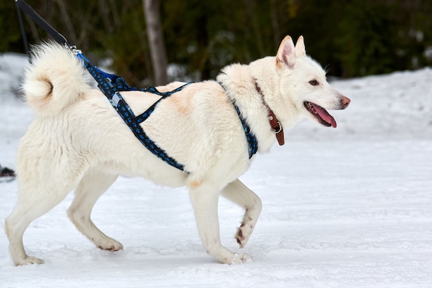 そり犬のレースでハスキー犬を走らせる