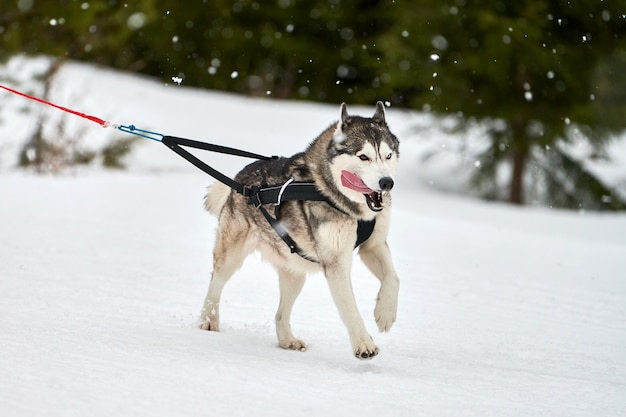 そり犬のレースでハスキー犬を走らせる