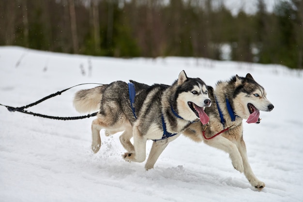 Running Husky dog on sled dog racing