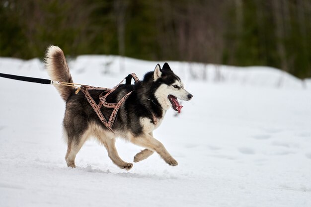 Running Husky dog on sled dog racing