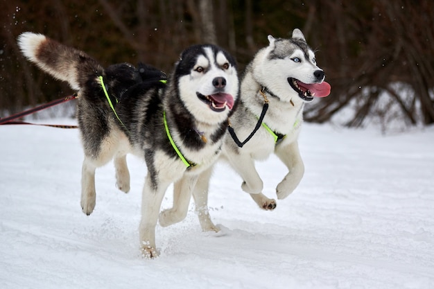 犬ぞりレースでハスキー犬を走らせる