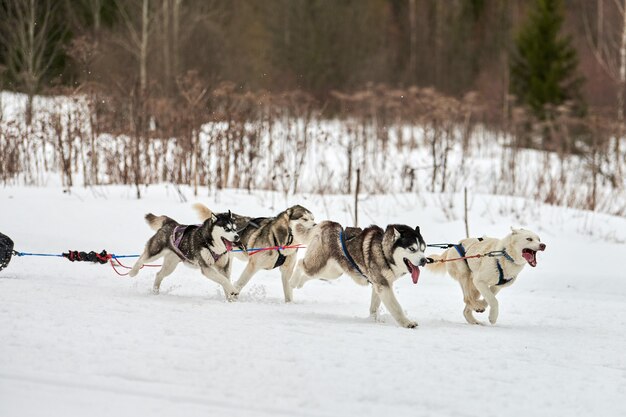 レースのためにそりでハスキー犬を実行します