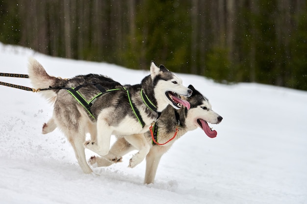 レースのためにそりでハスキー犬を実行します