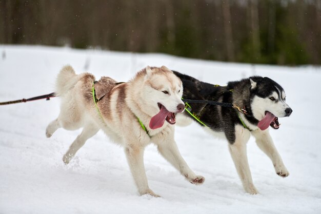 Running husky dog on sled in winter