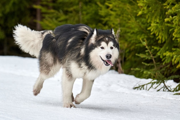 썰매 개 경주에서 Malamute 개 실행