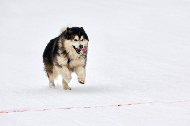 冬にマラミュート犬を走らせる