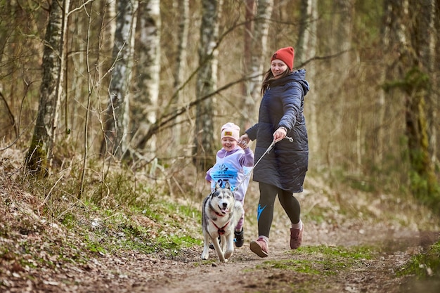 Running mother and girl with pulling Siberian Husky sled dog in harness on autumn forest road