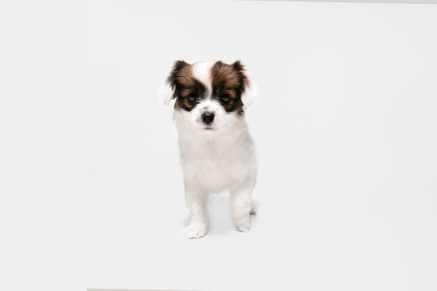 Running. Papillon Fallen little dog is posing. Cute playful braun doggy or pet playing on white studio background. Concept of motion, action, movement, pets love. Looks happy, delighted, funny.