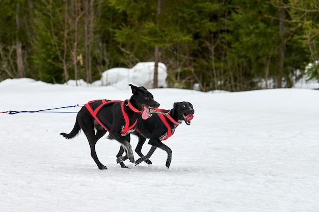 犬ぞりレースでポインター犬を実行