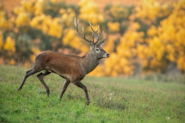 Running red deer, cervus elaphus, stag in the early morning light.