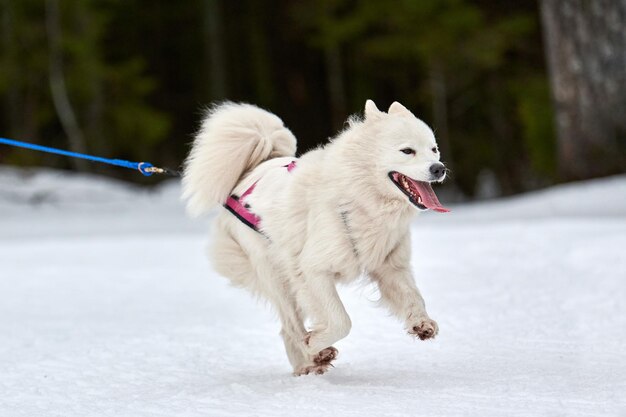 Running samoyed dog on sled dog racing. winter dog sport sled team competition