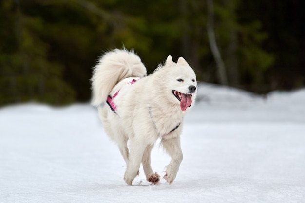 犬ぞりレースでサモエド犬を走らせる