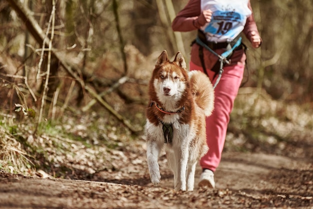 Running Siberian Husky dog in harness pulling woman on autumn forest country road