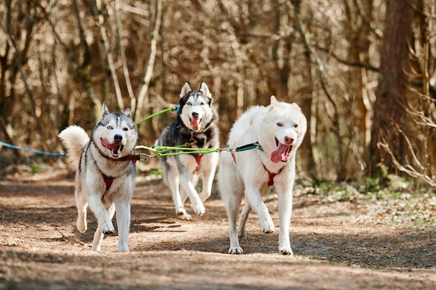 秋の森の乾燥した土地でシベリアン ハスキーそり犬を実行している 3 つのハスキー犬屋外むしゃむしゃ