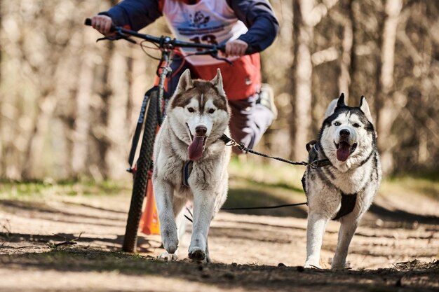 Running siberian husky sled dogs in harness pulling scooter on\
autumn forest dry land scootering