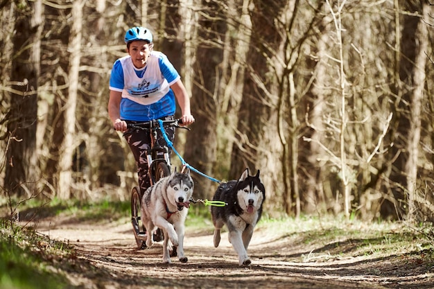 Running Siberian Husky sled dogs pulling scooter woman on autumn dry forest Husky dogs scootering