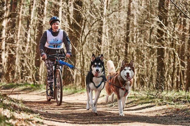 Foto esecuzione di cani da slitta siberian husky tirando scooter donna sulla foresta secca autunnale cani husky scootering