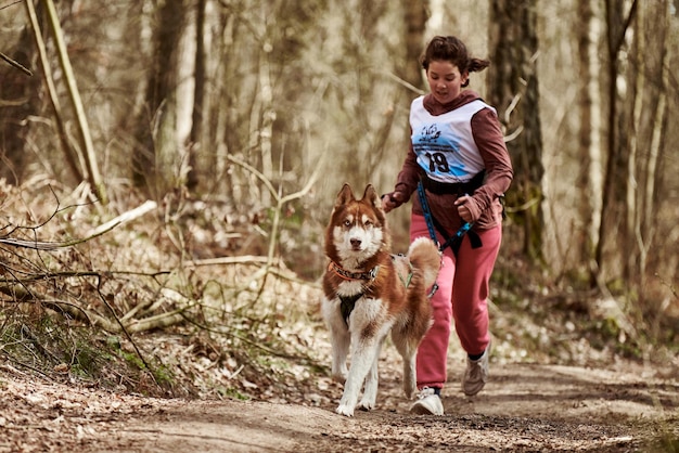 Running Siberische Husky sledehond in harnas jong meisje trekken op herfst bos landweg