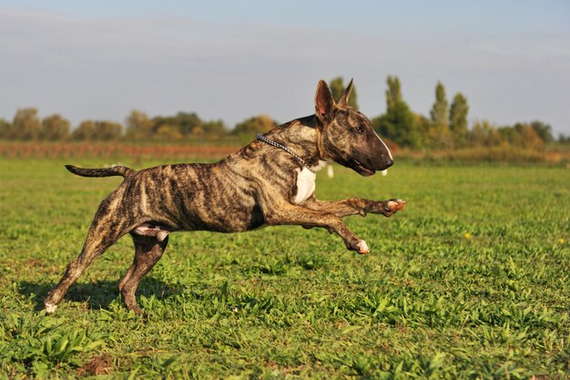 Running terriër van de stier