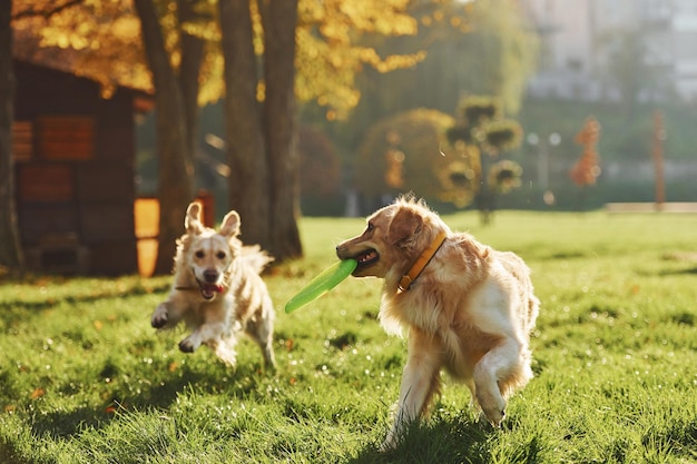フリスビーと一緒に走る2匹の美しいゴールデンレトリバー犬が一緒に公園を散歩します