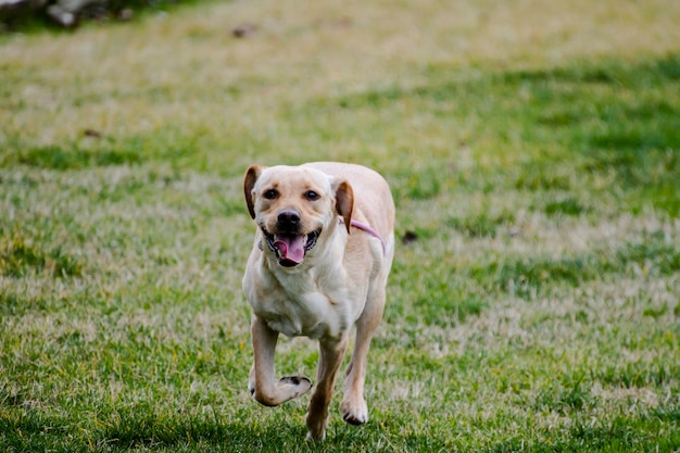 running.yellow labrador in het park in een grasveld, herfst