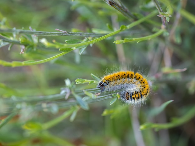 Rups in zijn natuurlijke omgeving