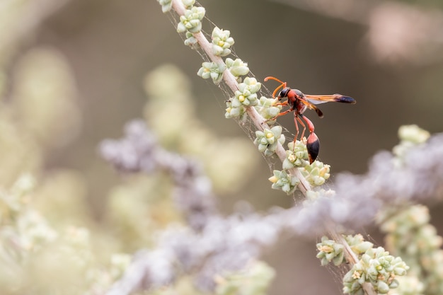 Rups jaagt op een plantentak die een vlieg eet