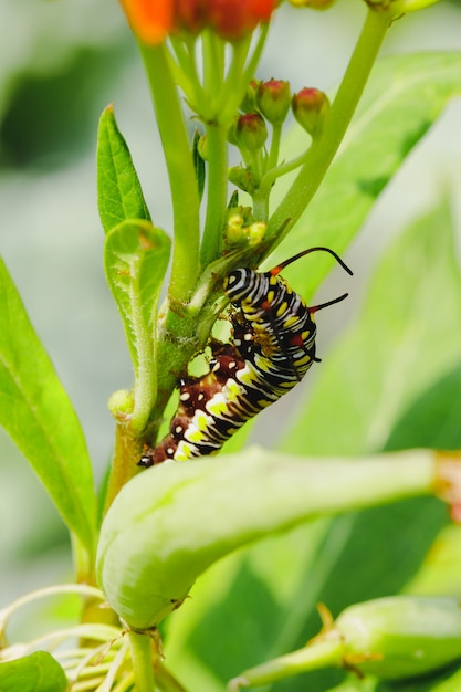 Rups op een boom. Rups op een bloem. Rups op een blad