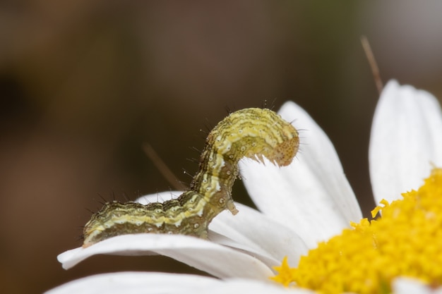 Rups op een madeliefjebloem in het bos