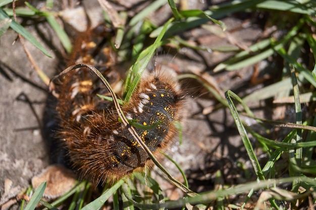 Rups van een grote vlinder van de cocoonweaver-familie Herbal cocoonweaver