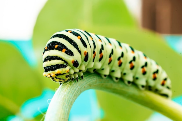 Rups van zwaluwstaart die op een tak van dille kruipt Macrophoto