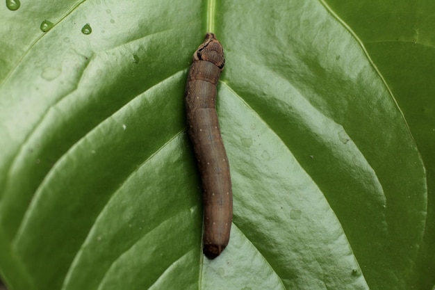 Foto rups zit op een blad