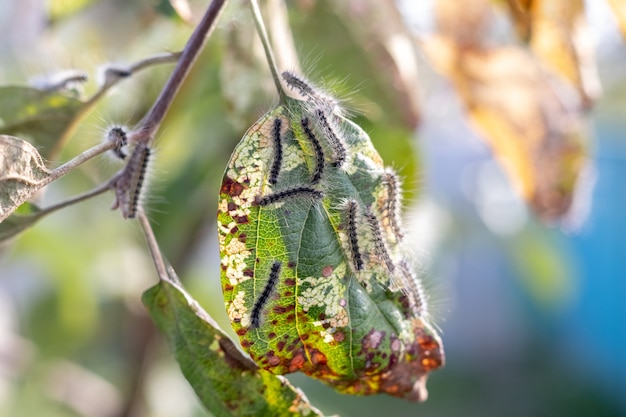 Rupsen op appelbladeren beschadigen de boom. Tuinongedierte