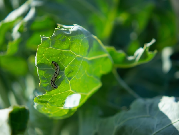 Rupsen van koolvlinderlarven eten koolbladeren plagen in tuinpercelen