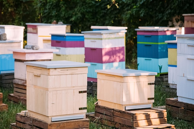 Rural apiary bee hives apiculture village