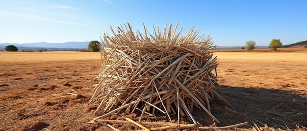 Rural areas with wooden archery bases made from straw