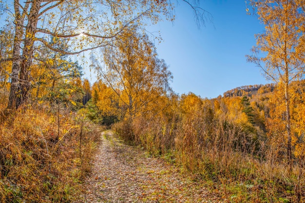 Сельская осенняя дорога