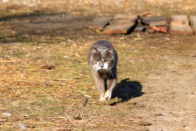 rural cat going for a walk in the village