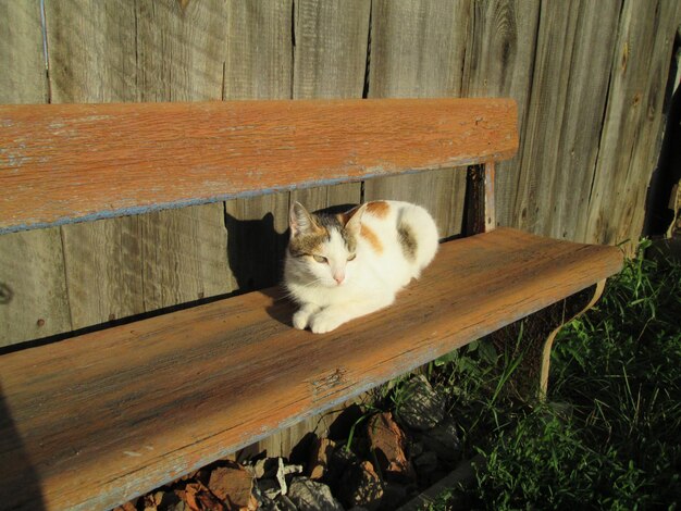 写真 ベンチで休んでいる田舎の猫田舎の偶像