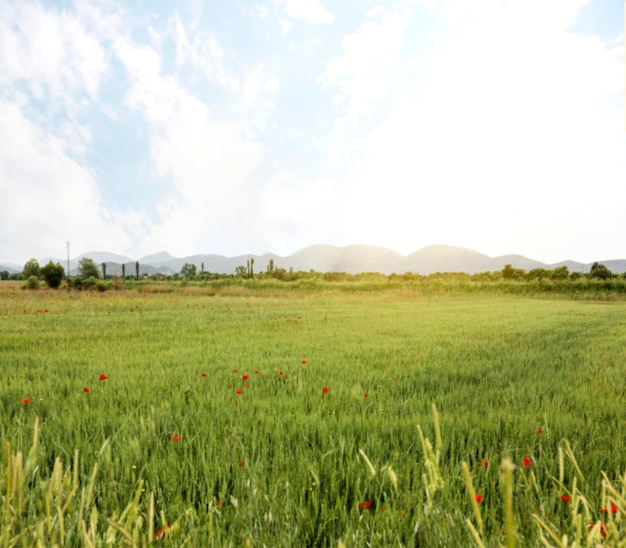 Rural concept with flowers field